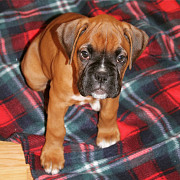 Boxer puppy for sale Cheshire
