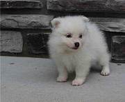 Pomeranian Puppies for Sale South San Francisco