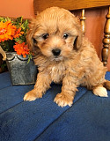 Maltipoo puppies For New Homes Manila