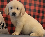 Goldern retriver Puppies for sales Wellington