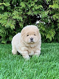 Chow Chow Puppies Available Wellington