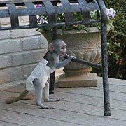 Trained Marmoset & Capuchin monkey For Sale. Cleveland