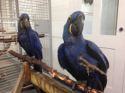 Tame Hyacinth Macaw Parrots and eggs for sale Sacramento
