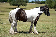 Gypsy Vanner Horses For Sale Sydney