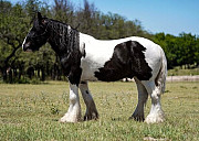 Gypsy Vanner Horses For Sale Sydney