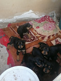 I'm selling Rottweiler puppies from Pretoria