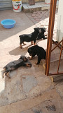 I'm selling Rottweiler puppies from Pretoria