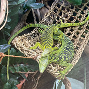 Green Tree Monitor For Sale Lancaster