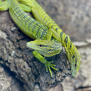 Green Tree Monitor For Sale Lancaster