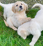 Perfect Golden retriever puppies for sale Saint Paul