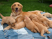 Perfect Golden retriever puppies for sale Trenton