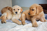 Perfect Golden retriever puppies for sale Albany