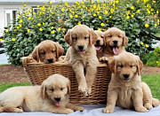 Perfect Golden retriever puppies for sale Providence