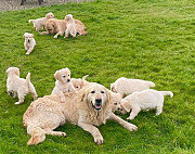 Perfect Golden retriever puppies for sale Salem