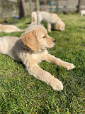 Perfect Golden retriever puppies for sale Salem