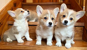 Perfect Corgi puppies for sale Belfast