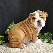 Perfect English bulldog puppies for sale from Edmonton