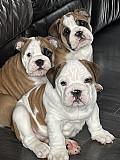 Perfect English bulldog puppies for sale from Fredericton