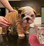 Perfect English bulldog puppies for sale from Regina