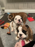 Perfect English bulldog puppies for sale from Victoria
