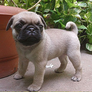 Perfect Pug puppies for sale from Perth