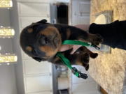 Rottweiler Puppies For Adoption from Denver