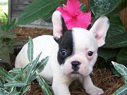 Adorable French Bulldog puppies Adelaide