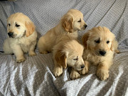 Adorable outstanding Golden Retriever puppies ready from Albany