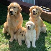 Adorable outstanding Golden Retriever puppies ready from Albany