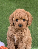 Adorable AKC registered Poodle puppies. from Albany