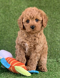 Adorable AKC registered Poodle puppies. from Albany