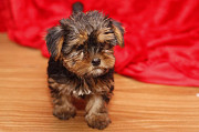 We have four adorable Yorkie puppies for sale, from Albany