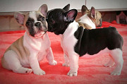 Cute and lovely trained French Bulldog pups available. from Albany