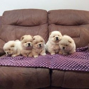 Fantastic chow puppies for sale from Harrisburg
