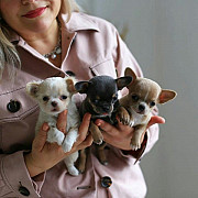 100% -chihuahua puppies for sale from Providence