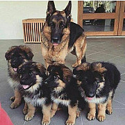 Super German shepherd puppies for sale Madison