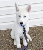 Adorable Siberian husky puppies for sale Denver