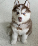 Adorbale Siberian husky puppies for sale Denver