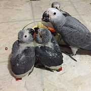 African grey parrots. from London