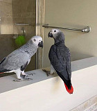 African grey parrots. from London