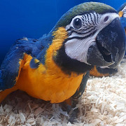 Macaw parrots Edinburgh