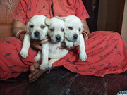 Labrador puppies for sale Bengaluru