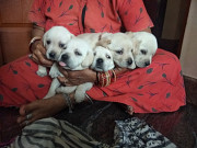 Labrador puppies for sale Bengaluru