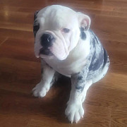 American Bully Available as seen Albany