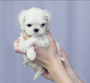 maltese puppies for sale from Naivasha