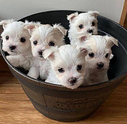 maltese puppies for sale from Naivasha