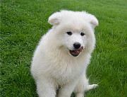 Adorable and cute little Samoyed puppies Phoenix