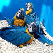 Macaw parrots. from Singapore