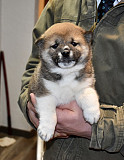 Shiba Inu Puppies For Adoption Cape Town