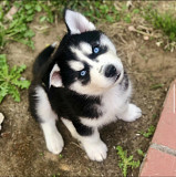 Adorable Siberian Husky Puppies for sale Denver